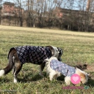 Softshell potisk tlapičky na šedé s fleecem